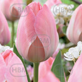 Hectarul - Bulbi de lalea Mystic van Eijk, 5 bulbi